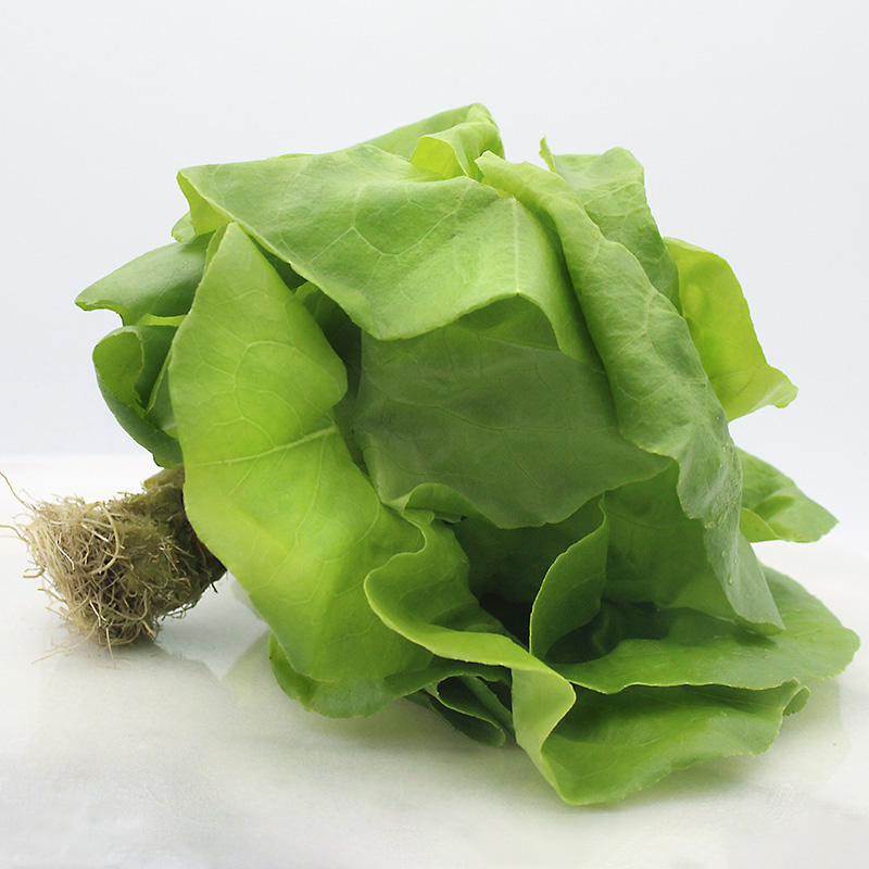 Hydroponic Bib Lettuce