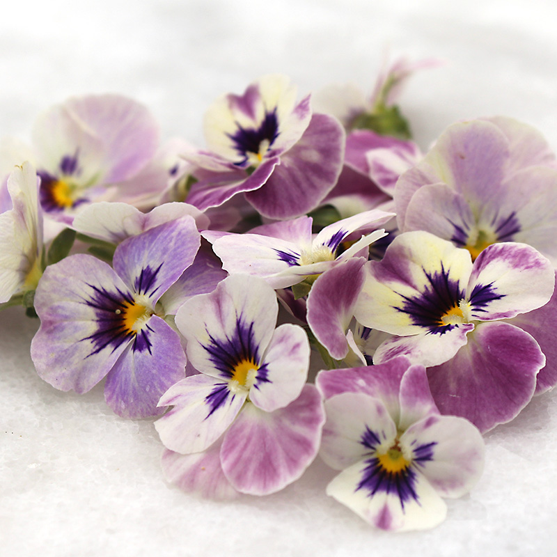Hydroponic Flowers: Viola