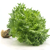 Lettuce image